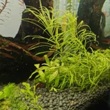 Комнатные растения (photo 1)