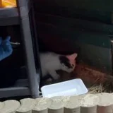 Котёнок в добрые руки (photo 2)