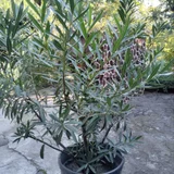 Алиандра с горшком (photo 1)