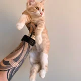 Котята Пряник и Печенька (photo 4)