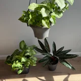 Комнатные и уличные растения (photo 1)