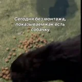 Собака в поисках дома (photo 4)