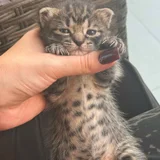 Котенок Киси (photo 3)