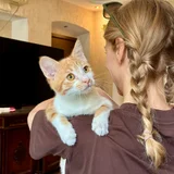 Котята Пряник и Печенька (photo 1)