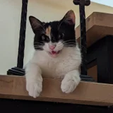 Кошка Бяка (photo 2)