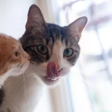 Коты Финдус и Ако (photo 1)
