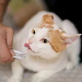 Котик в добрые руки (photo 2)