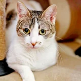 Кошка Орнелла в добрые руки (photo 5)