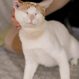 Котик в добрые руки (photo 1)