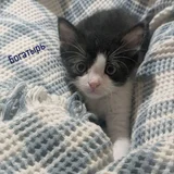 Котята в добрые руки (photo 7)