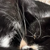 Котята Шоко и Паша в добрые руки (photo 4)
