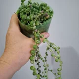 Суккуленты (photo 2)