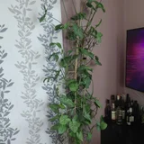 Домашние цветы (photo 5)