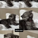 Британские котята (photo 2)