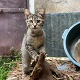Котёнок Жорик в добрые руки (photo 3)