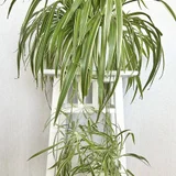 Хлорофитум комнатное растение (photo 1)
