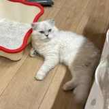 Шотландский котенок (photo 3)