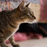 Кошка Альма (photo 2)