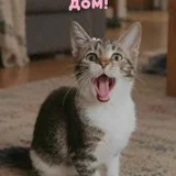 Котенок Бусинка в добрые руки (photo 1)