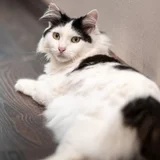 Персидская кошка (photo 1)
