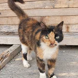 Кошка Вуса в дар (photo 2)