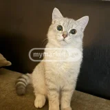 Кошка (photo 2)