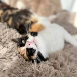 Кошка Элис (photo 1)