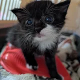 Котята в добрые руки (photo 5)
