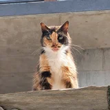 Кошка Вуса в дар (photo 5)