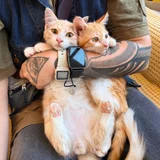 Котята Пряник и Печенька (photo 2)