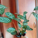 Комикс (photo 1)