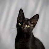 Котенок в добрые руки (photo 1)