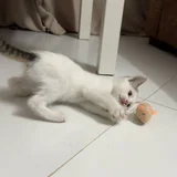 Котёнок в добрые руки (photo 2)