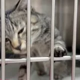 Котенок Хвилина в добрые руки (photo 5)