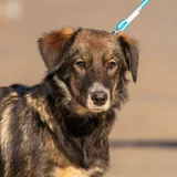 Собака Фиби (photo 2)