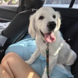 Продаётся чистокровный - Golden Retriever (photo 1)