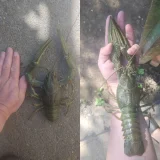 Морепродукты и рыба (photo 6)