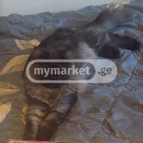 Кошка (photo 4)