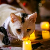 Коты Финдус и Ако (photo 5)