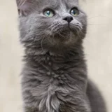 Кошечка Фифи в добрые руки (photo 1)