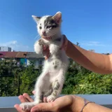 Котята в добрые руки (photo 3)