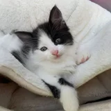 Котята в добрые руки (photo 2)