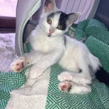 Соня - котенок ищет дом (photo 3)
