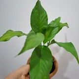 Руэлья (photo 4)