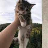 Котята в добрые руки (photo 1)