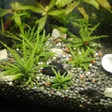 Комнатные растения (photo 3)