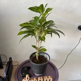 Кротон кодиеум 60 см (photo 1)