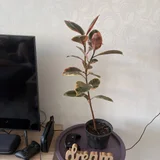 Фикус 75 см (photo 2)