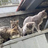 Котенок Френни в добрые руки (photo 4)