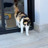 Кошка Элис (photo 4)